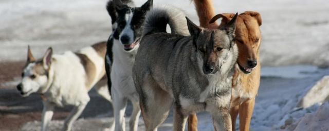 На Камчатке будут судить чиновницу из-за смерти мальчика от укусов бродячих собак
