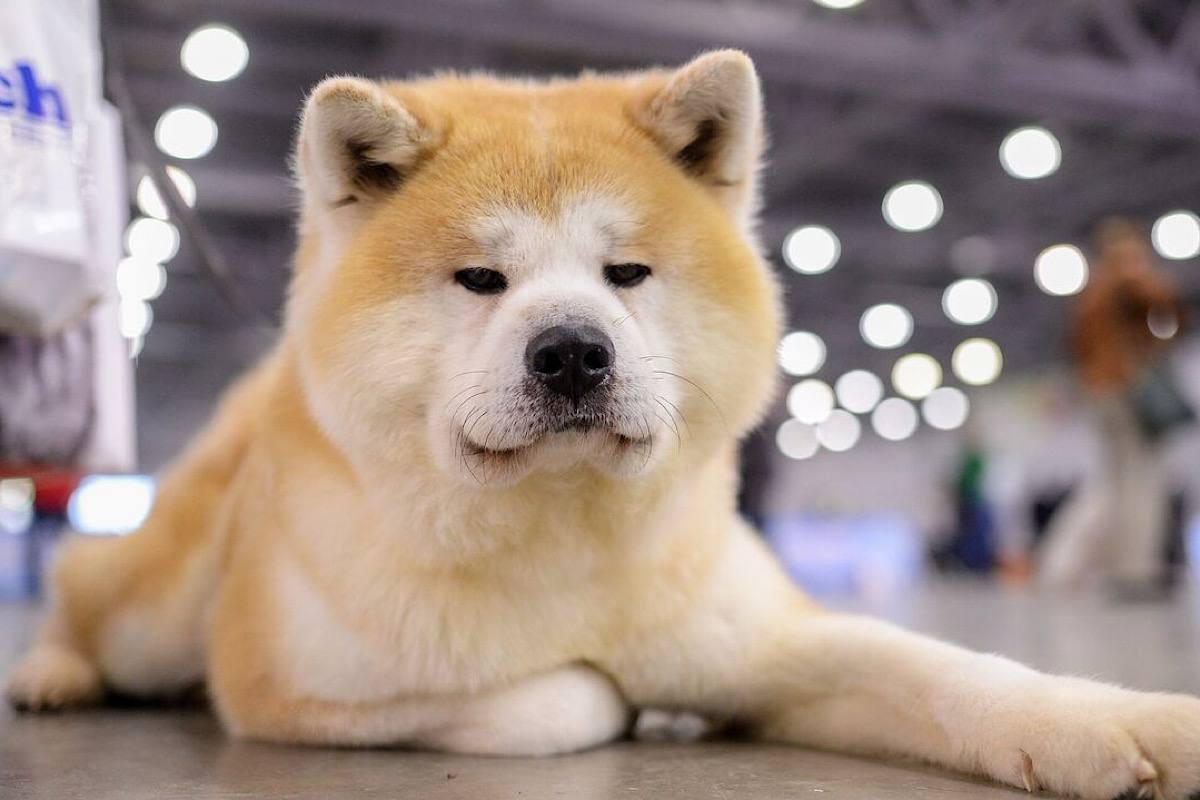 Нидерланды первыми ввели запрет на разведение собак с «короткой мордой»