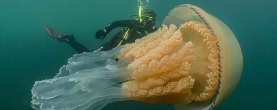 Дайверы нашли около побережья Корнуолл медузу размером с человека