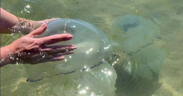 Украинские туристы массово пострадали из-за нашествия медуз в Азовском море