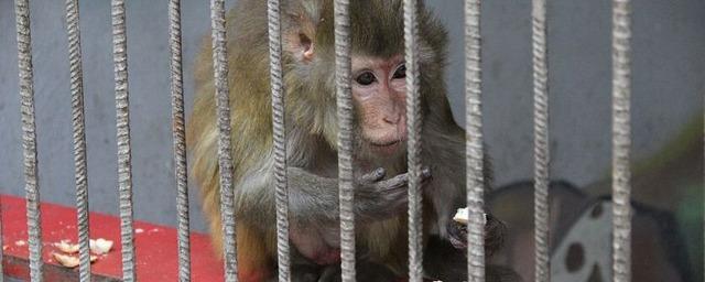 Ветеринары выявили нарушения в курском зоопарке «Сказка»