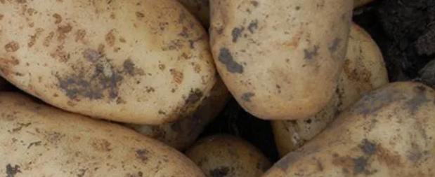 Ученые обнаружили в картошке средство для борьбы с раком