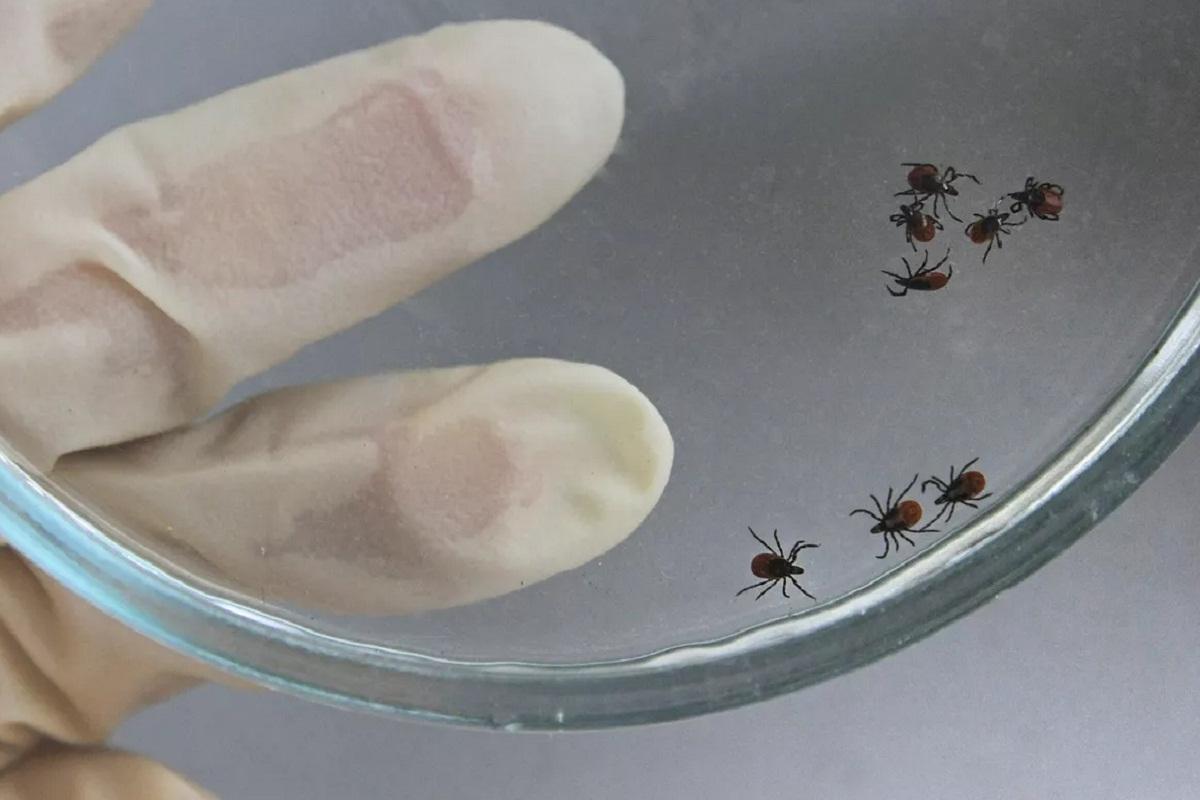 В Новосибирске участились случаи нападения клещей на горожан в парках