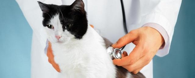 В России у кошки обнаружен вирус SARS-CoV-2