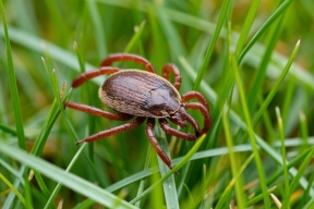 В Марий Эл предупредили об опасности весенней активности клещей