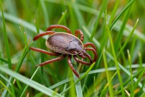 В Марий Эл предупредили об опасности весенней активности клещей