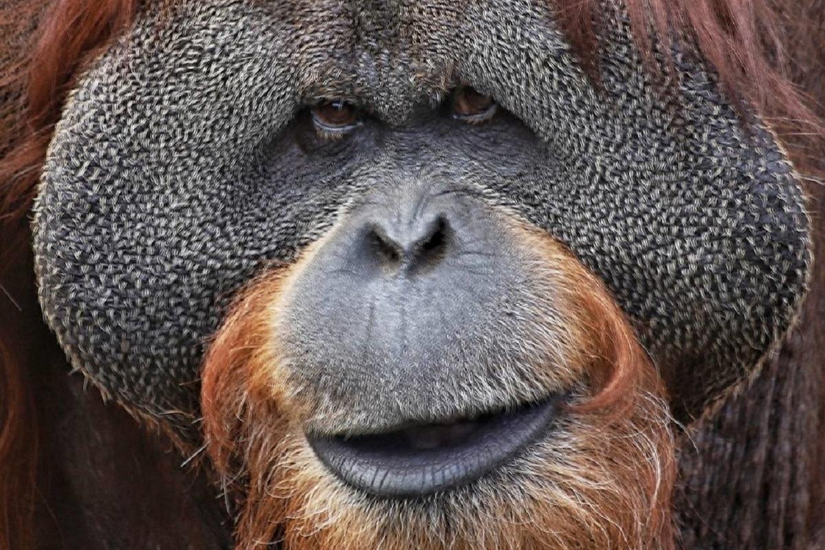 В зоопарке Москвы скончался 43-летний орангутанг Сандокан