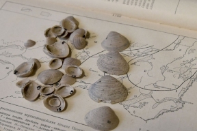 В Сибири открыли новый вид ископаемых двустворчатых моллюсков