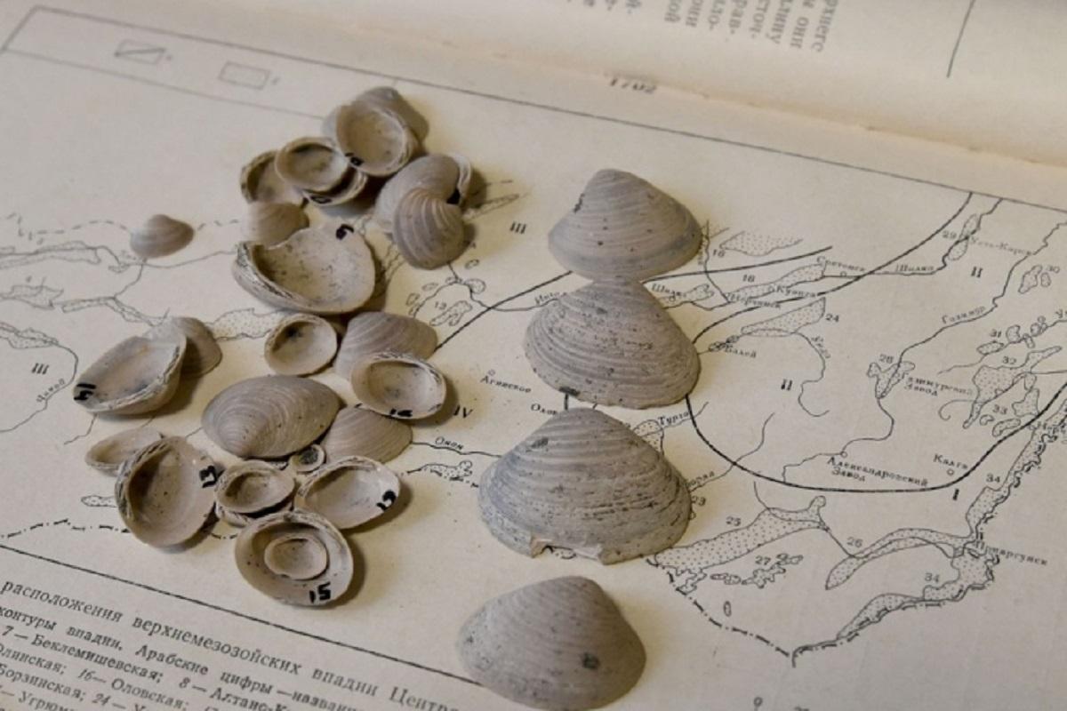 A new species of bivalve mollusk has been discovered in Siberia.