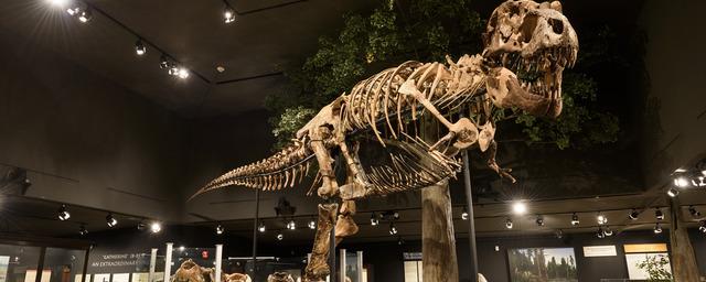 На eBay почти за $3 млн продают скелет детеныша тираннозавра