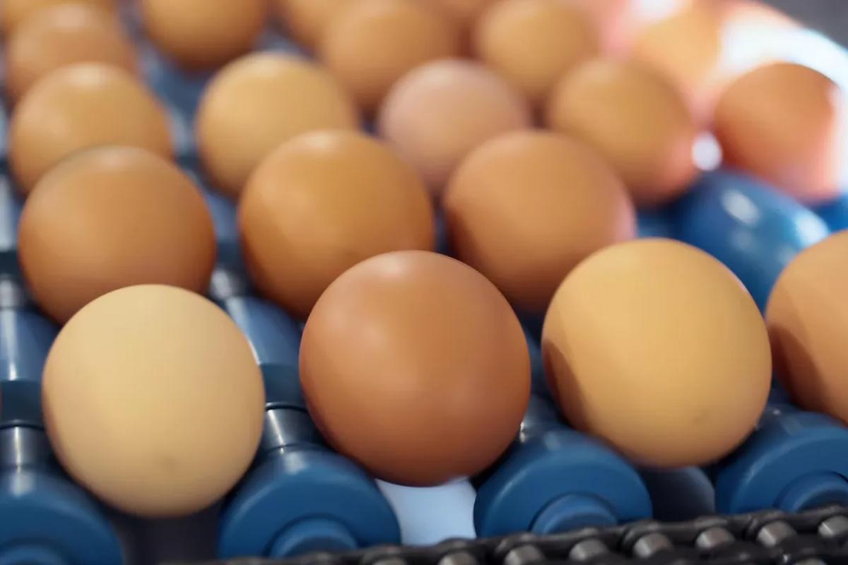 Рост предложения на рынке яиц привел к значительному падению цен