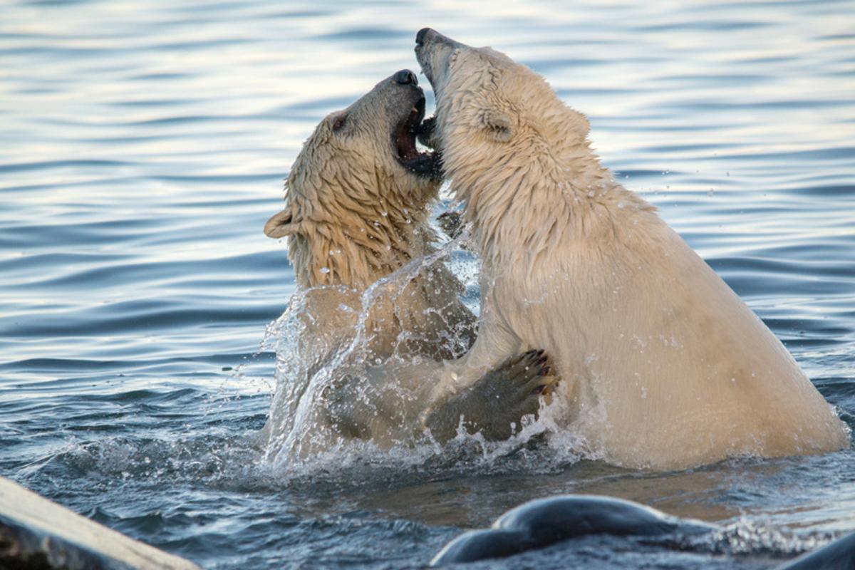 «Медвежий патруль» охраняет чукотское село от пришедших к берегу белых медведей