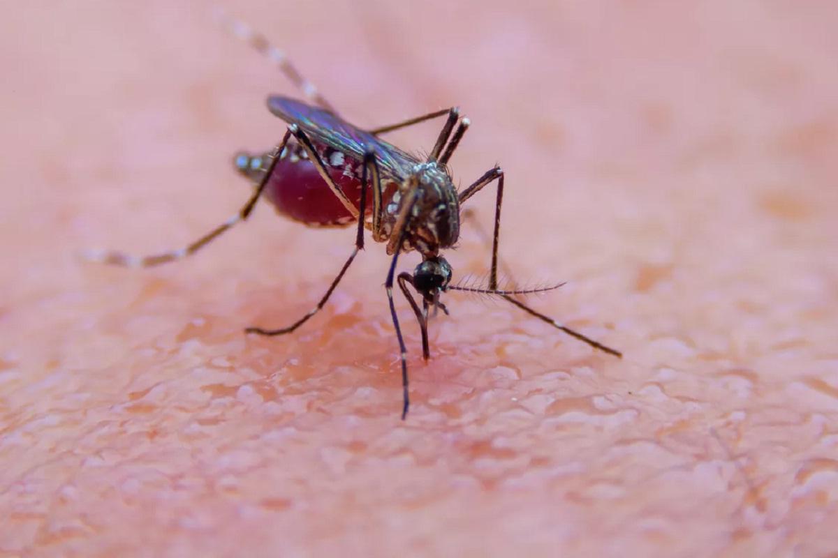 Жителей Карелии предупредили о рисках заражения туляремией