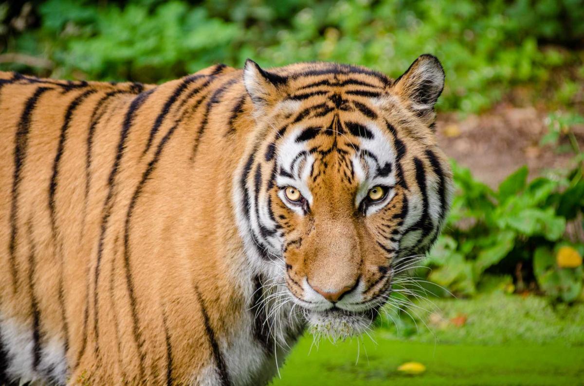 Палеонтологи из Китая нашли останки предка амурских тигров