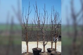 Мичуринские яблони прижились в подшефном Новоайдаре: помощь Тамбовской области принесла первые плоды