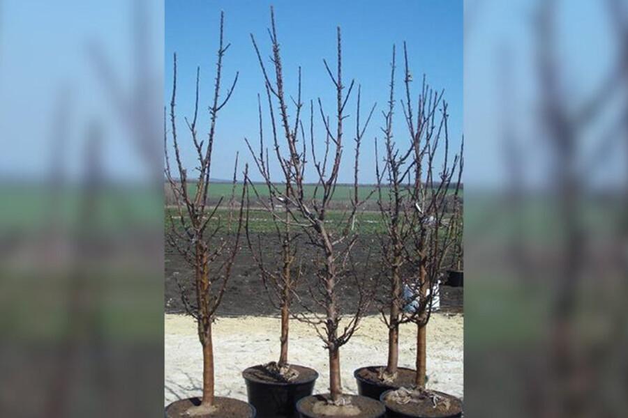 Мичуринские яблони прижились в подшефном Новоайдаре: помощь Тамбовской области принесла первые плоды