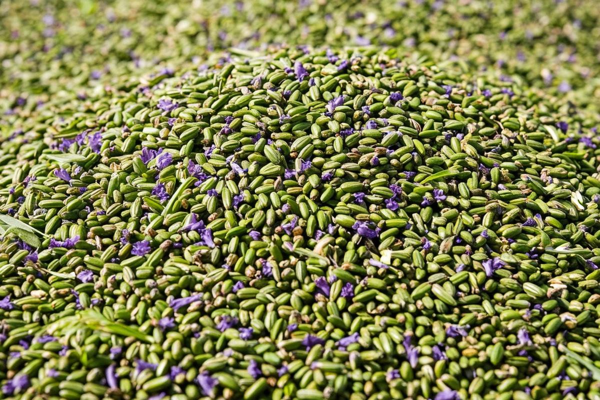 Кировские аграрии завалили Белоруссию семенами загадочной люцерны