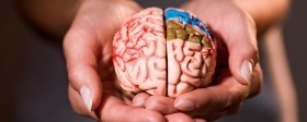 Ученые из Нидерландов заявили, что работа мозга человека ухудшается в 30-40 лет