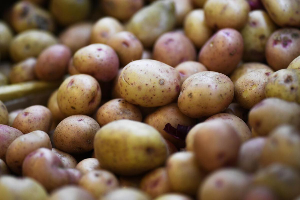 В России может появиться «потолок цены» на картофель