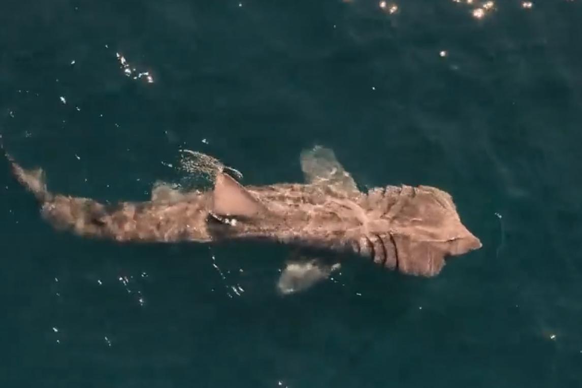 Столкновение исполинской акулы с кораблем впервые сняли на видео