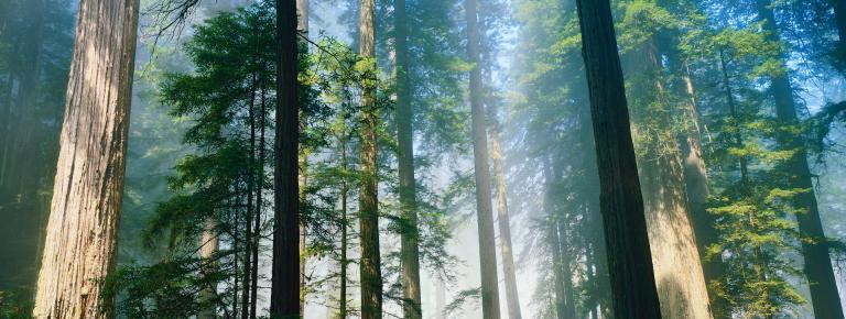 NASA: В Калифорнии из-за засухи могут исчезнуть редкие виды деревьев