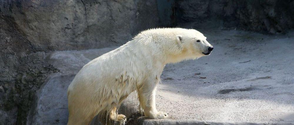 В Москве пройдет голосование по выбору имени для спасенной белой медведицы