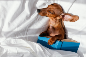 Кинолог объяснил, что делать, если собака любит спать на хозяйской кровати