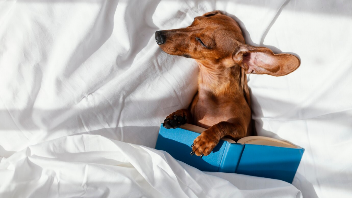 Кинолог объяснил, что делать, если собака любит спать на хозяйской кровати