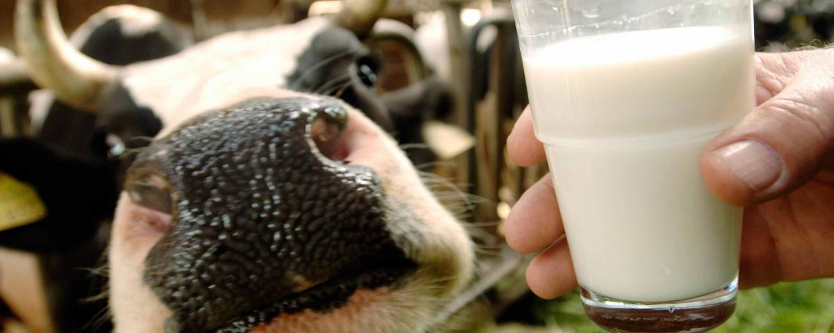 В Рязанской области производство молоко за пять лет выросло на 33%