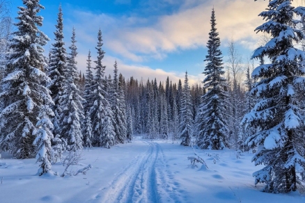 Завершилась «лесная перепись»: численность животных в Удмуртии сохраняется на высоком уровне