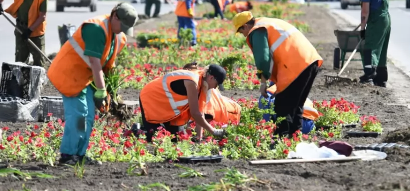 В Барнауле на улице Молодежной высадили 11 тысяч цветов