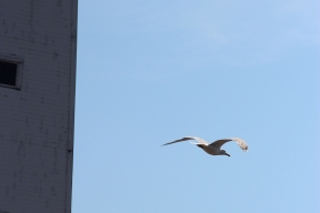 Заказник в Коми стал домом для шести видов птиц из Красной книги