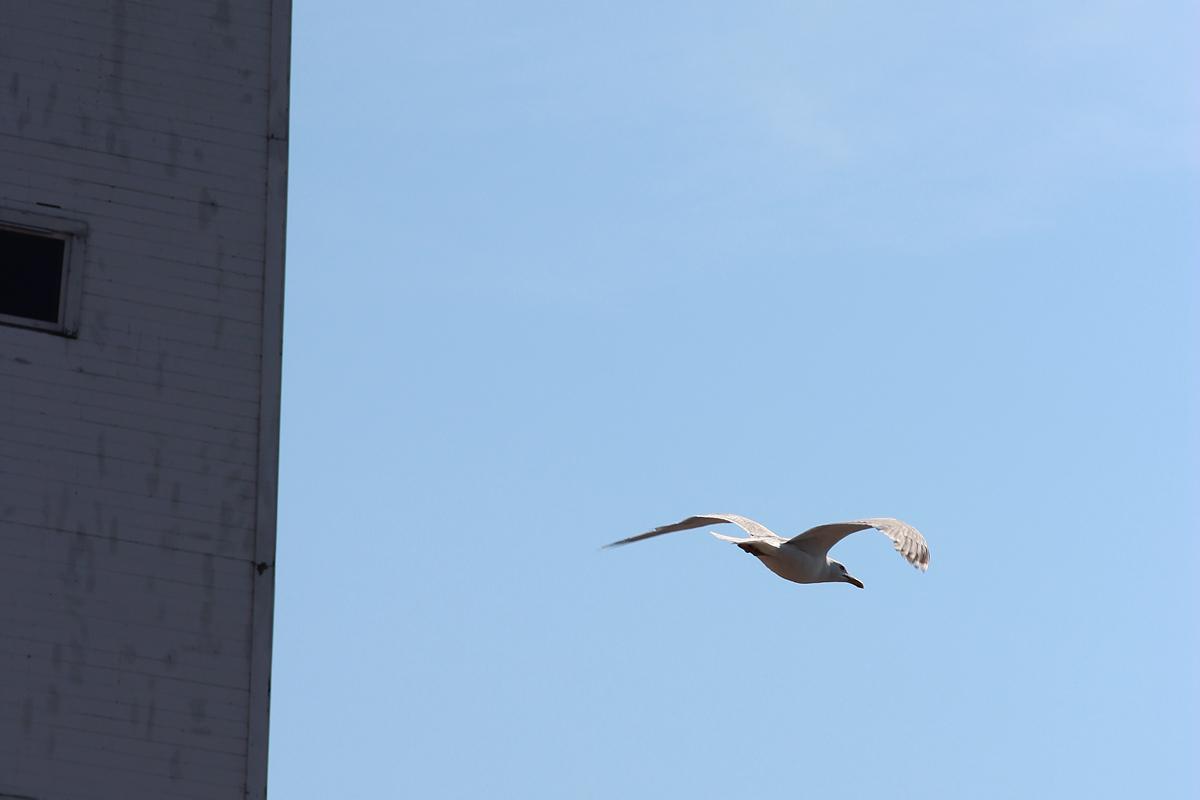 Заказник в Коми стал домом для шести видов птиц из Красной книги