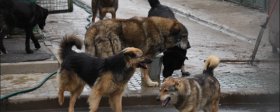 В Томске новый подрядчик за неделю отловил 11 собак
