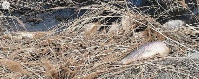 В Чувашии прокуратура проверяет информацию о массовой гибели рыбы