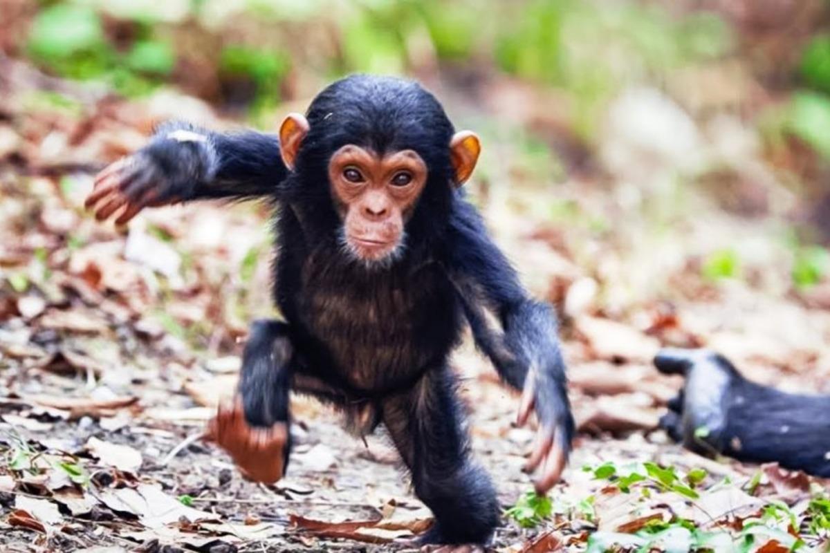 Детенышей шимпанзе научили общаться по-человечески