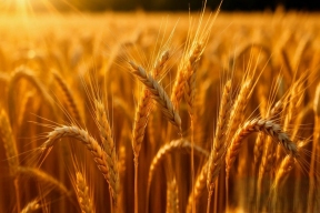 Россельхознадзор выявил нарушения при обороте 1200 тонн пшеницы в Тульской области