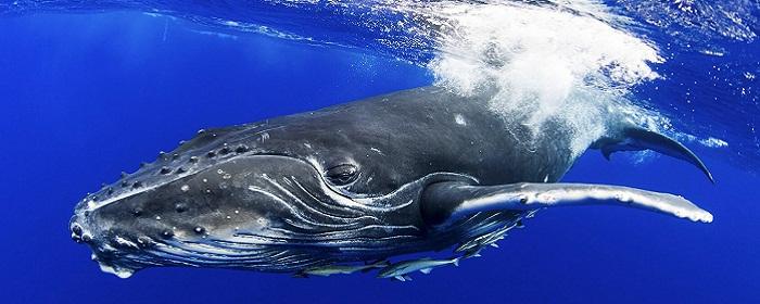 JMSE: киты горбачи и серые киты играют с водорослями, чтобы очистить кожу