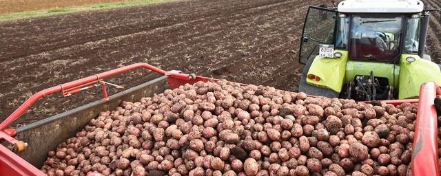 Дмитровский округ стал лидером Подмосковья по уборке картофеля и овощей открытого грунта