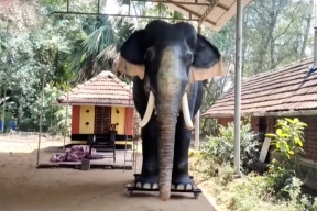 В Индии на замену живым слонам приходят механические