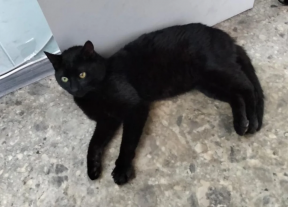 Кот из Стамбула ждет разрешения на переезд из порта Новороссийска