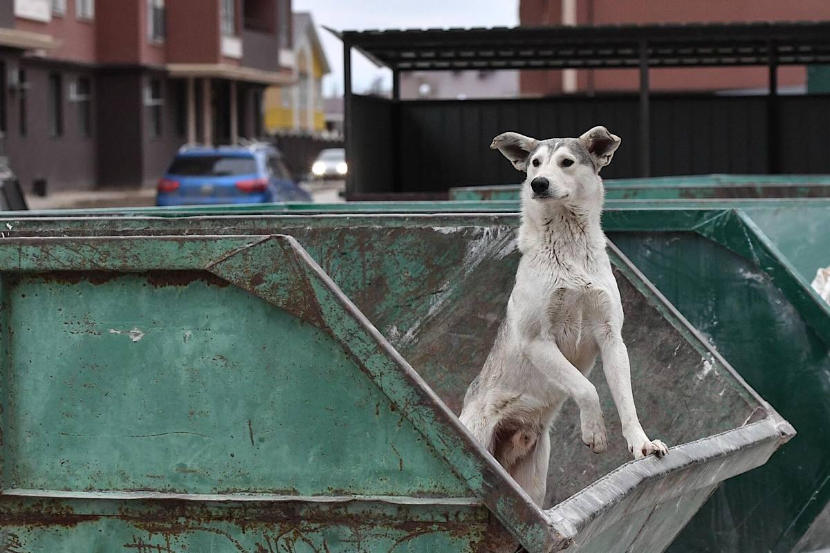В ХМАО усыпление бездомных собак станет допускаться только в крайних мерах