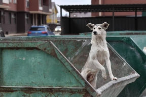 В ХМАО усыпление бездомных собак станет допускаться только в крайних мерах