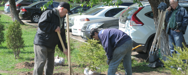 В Красногорске и Архангельском высадили липы, акации и кустарники