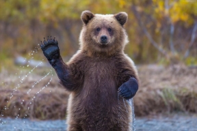 Власти Финляндии просят граждан прятать всё от вышедших из спячки медведей