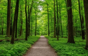 В городском округе Пушкинский состоится открытие лесопарка «Банный лес»