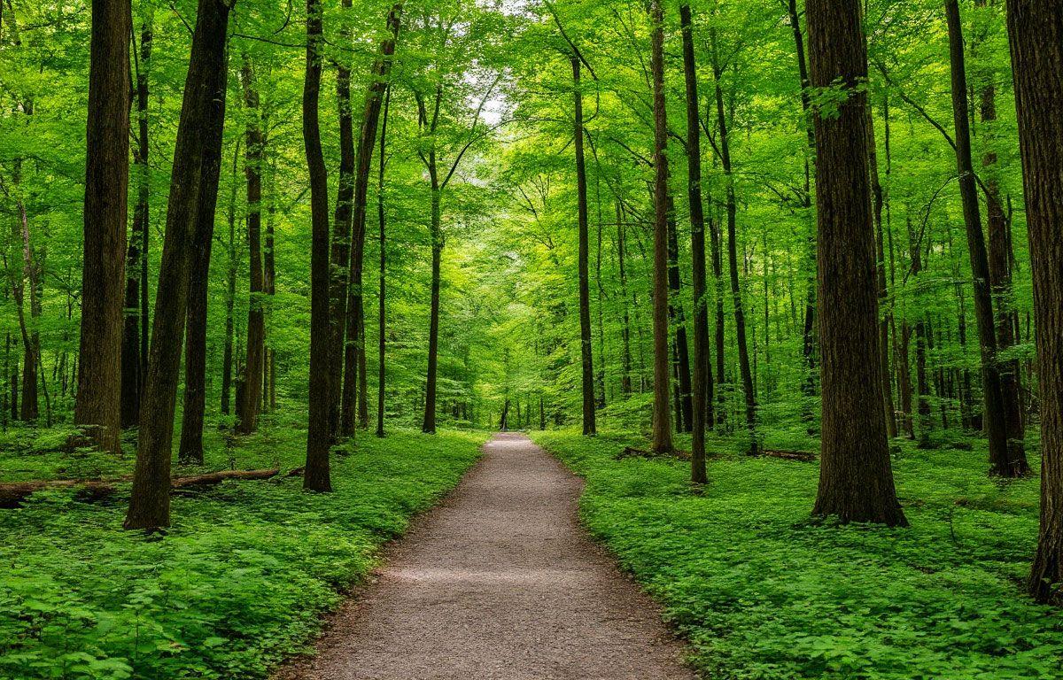 В городском округе Пушкинский состоится открытие лесопарка «Банный лес»