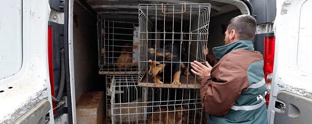 Жители Иваново избили кинолога за отлов бродячих собак