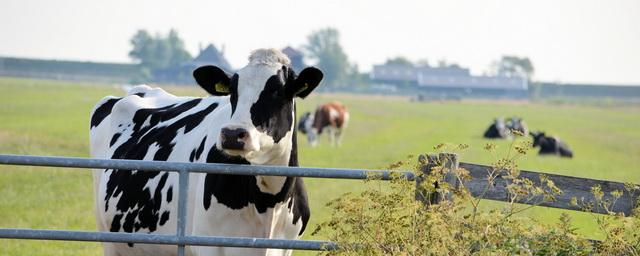 Уральские ученые участвуют в создании генетически модифицированных коров