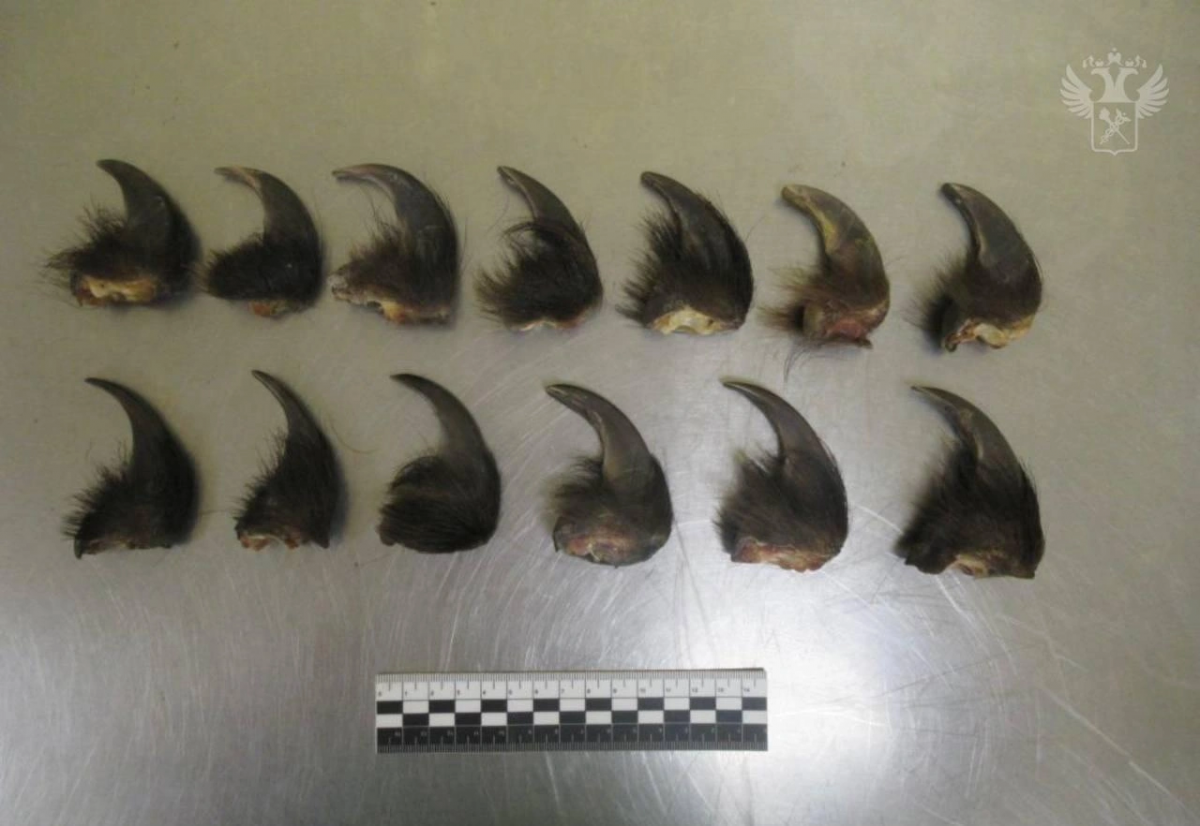 В Забайкальске задержан турист с когтями редкого бурого медведя